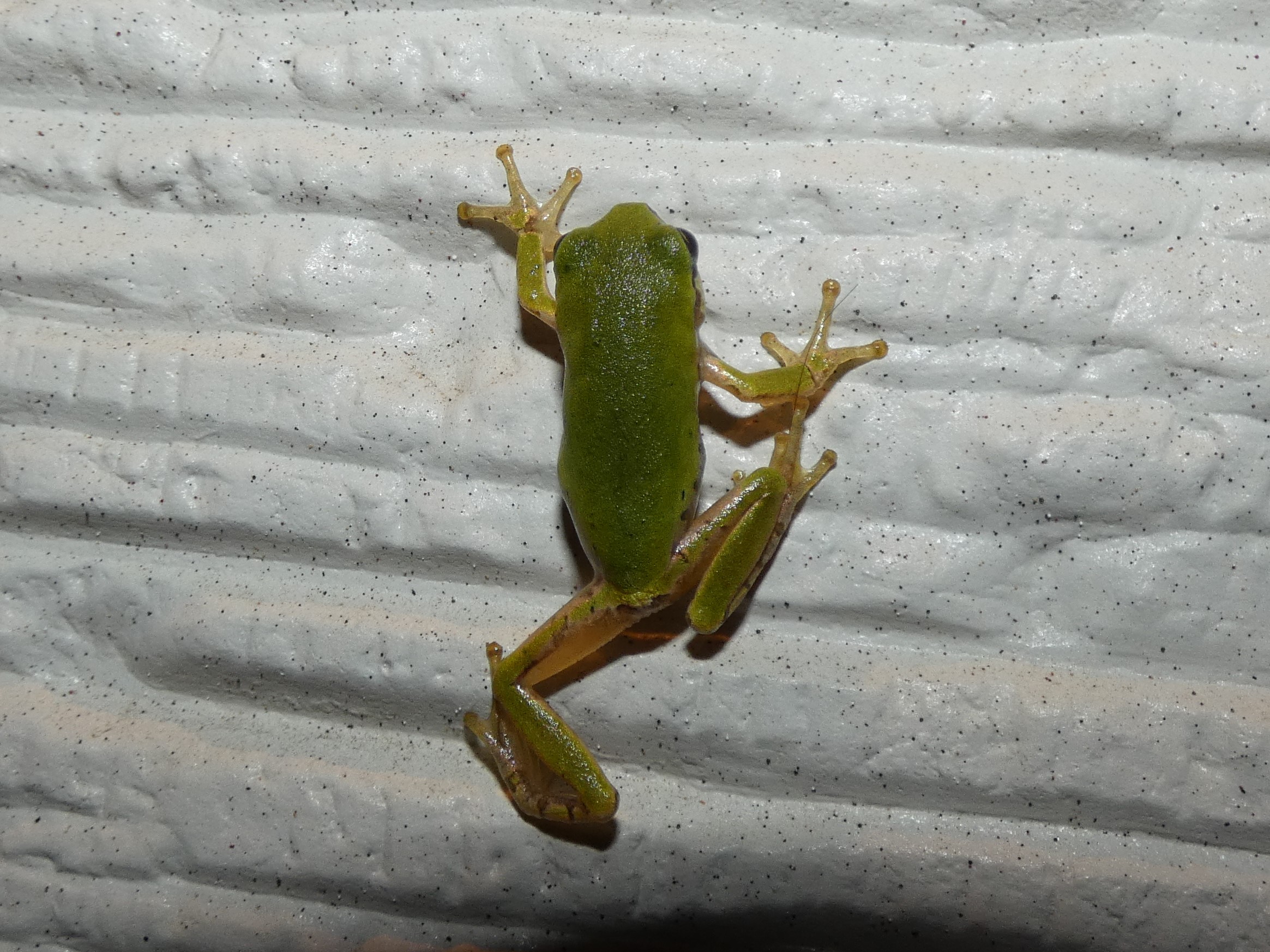 効率の良いアマガエル